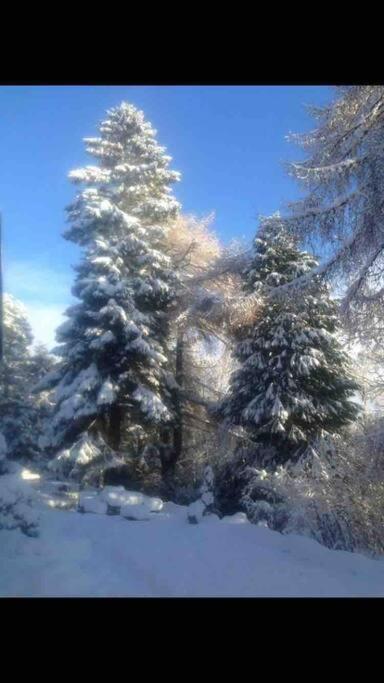 The Beeches Studio, Highlands Of Scotland Newtonmore Esterno foto